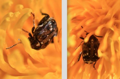 Réf. 280 398 : Bruchus pisorum
